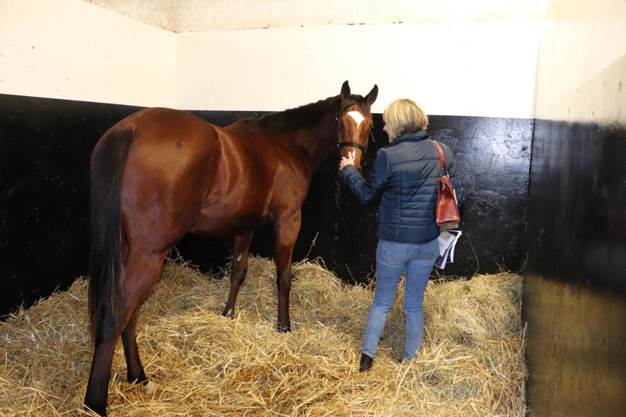 Decouverte D'Un Haras Proche Du Mont St Michel Hambye Bagian luar foto