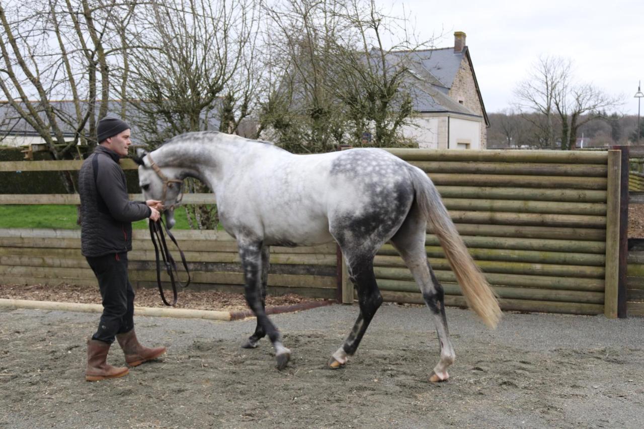Decouverte D'Un Haras Proche Du Mont St Michel Hambye Bagian luar foto