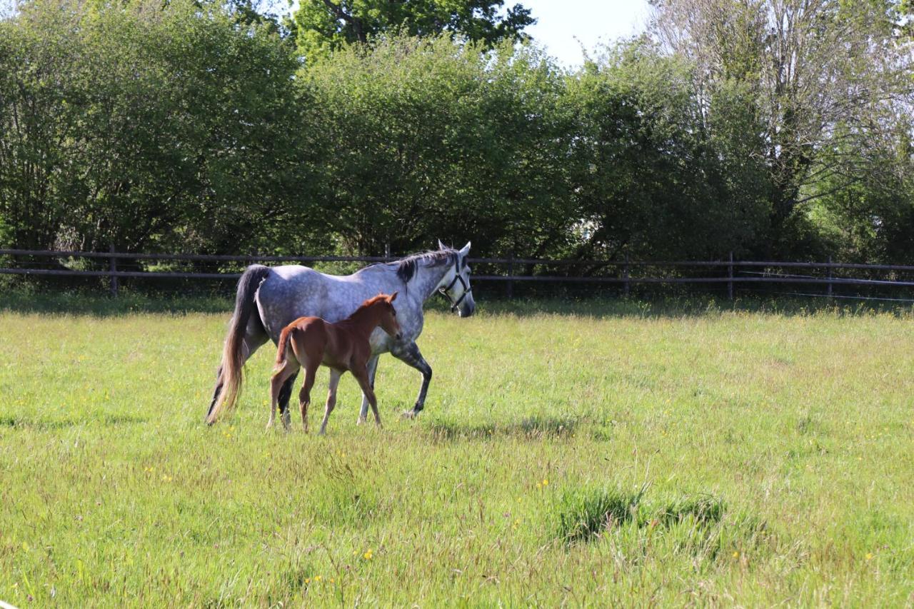 Decouverte D'Un Haras Proche Du Mont St Michel Hambye Bagian luar foto