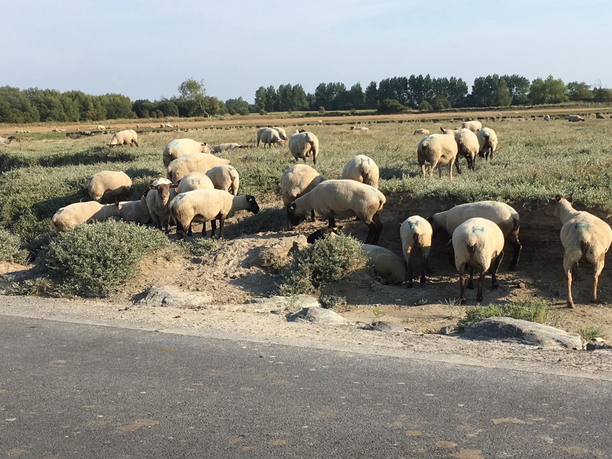 Decouverte D'Un Haras Proche Du Mont St Michel Hambye Bagian luar foto