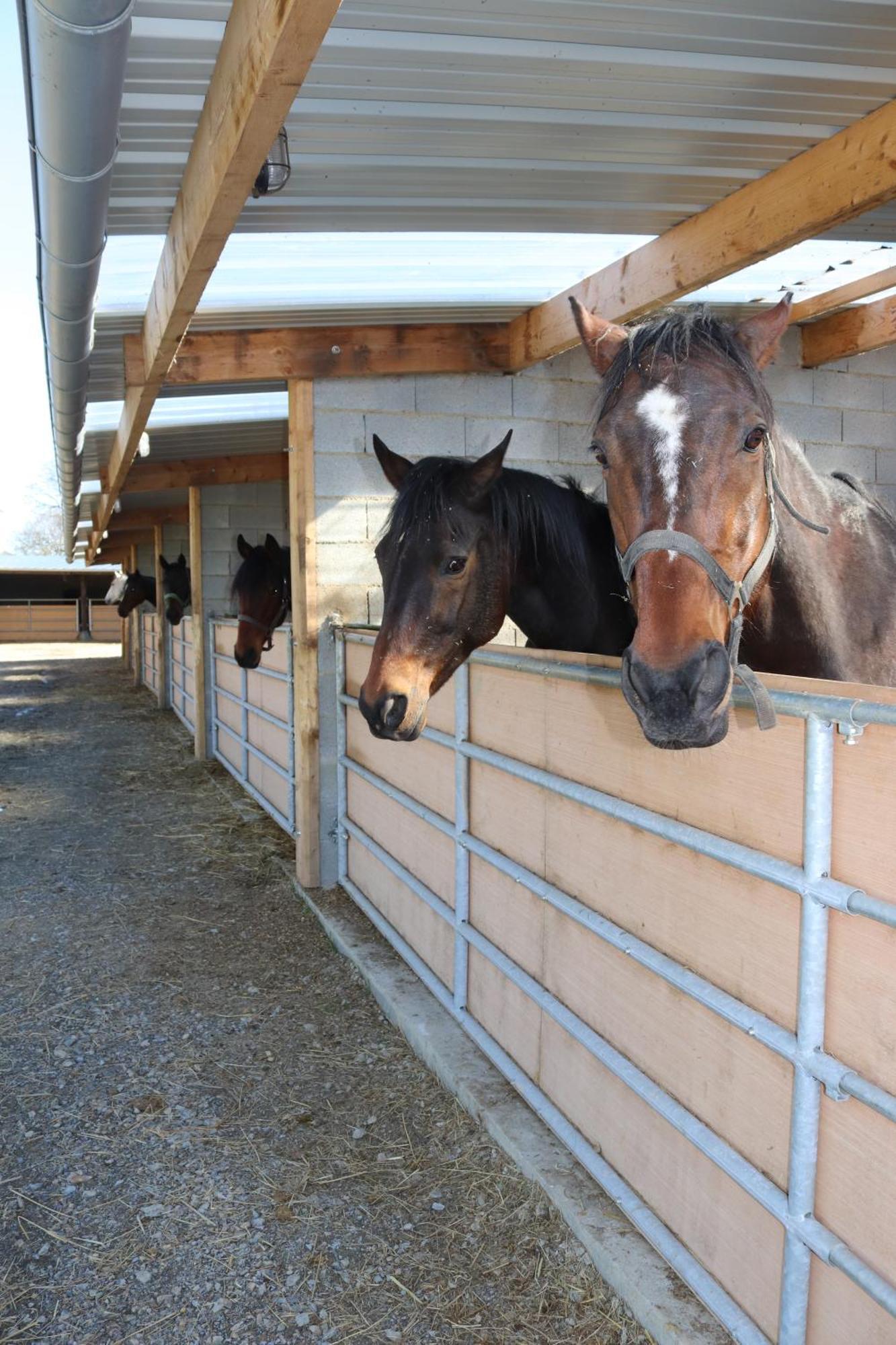 Decouverte D'Un Haras Proche Du Mont St Michel Hambye Bagian luar foto