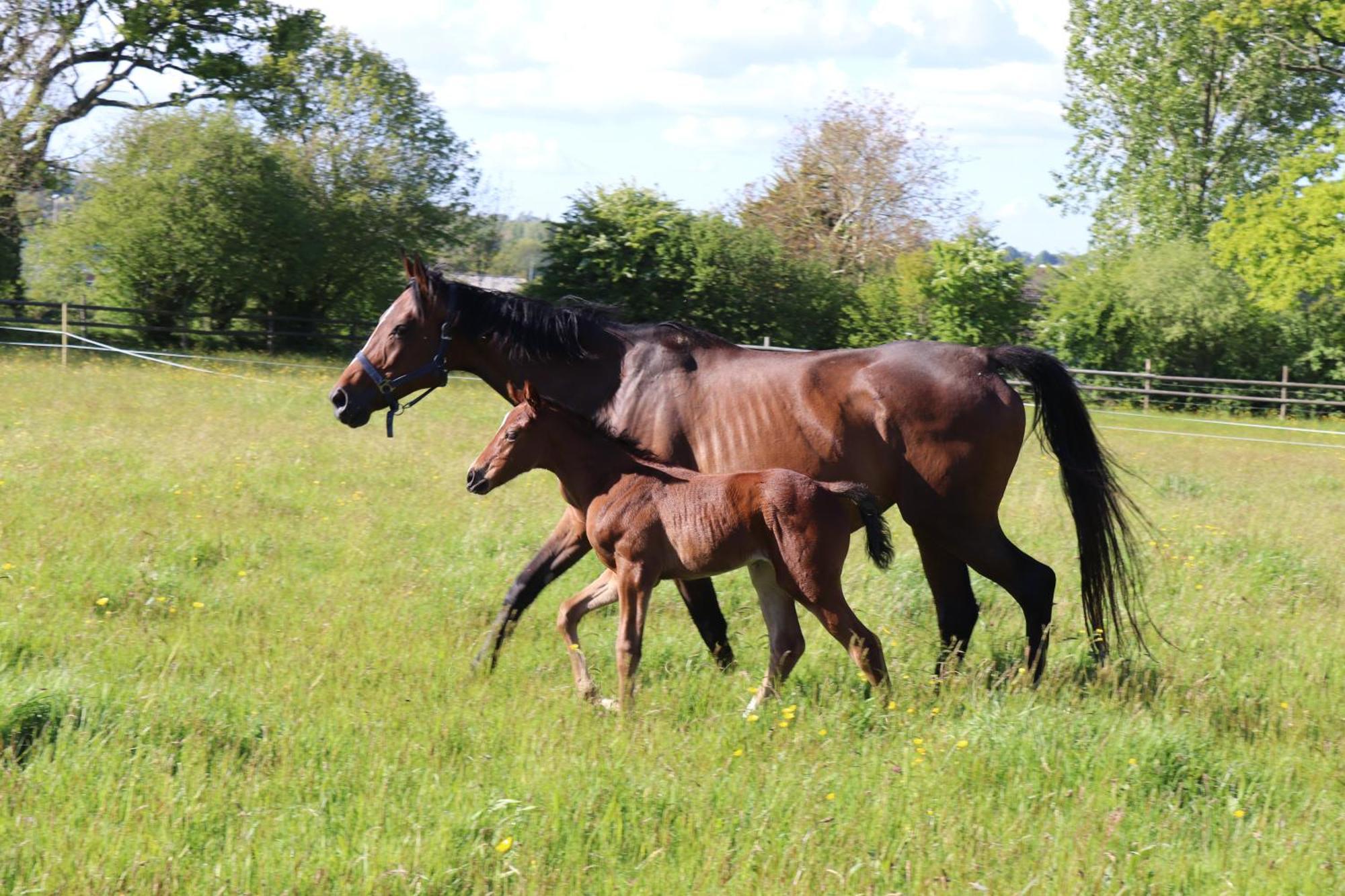 Decouverte D'Un Haras Proche Du Mont St Michel Hambye Bagian luar foto
