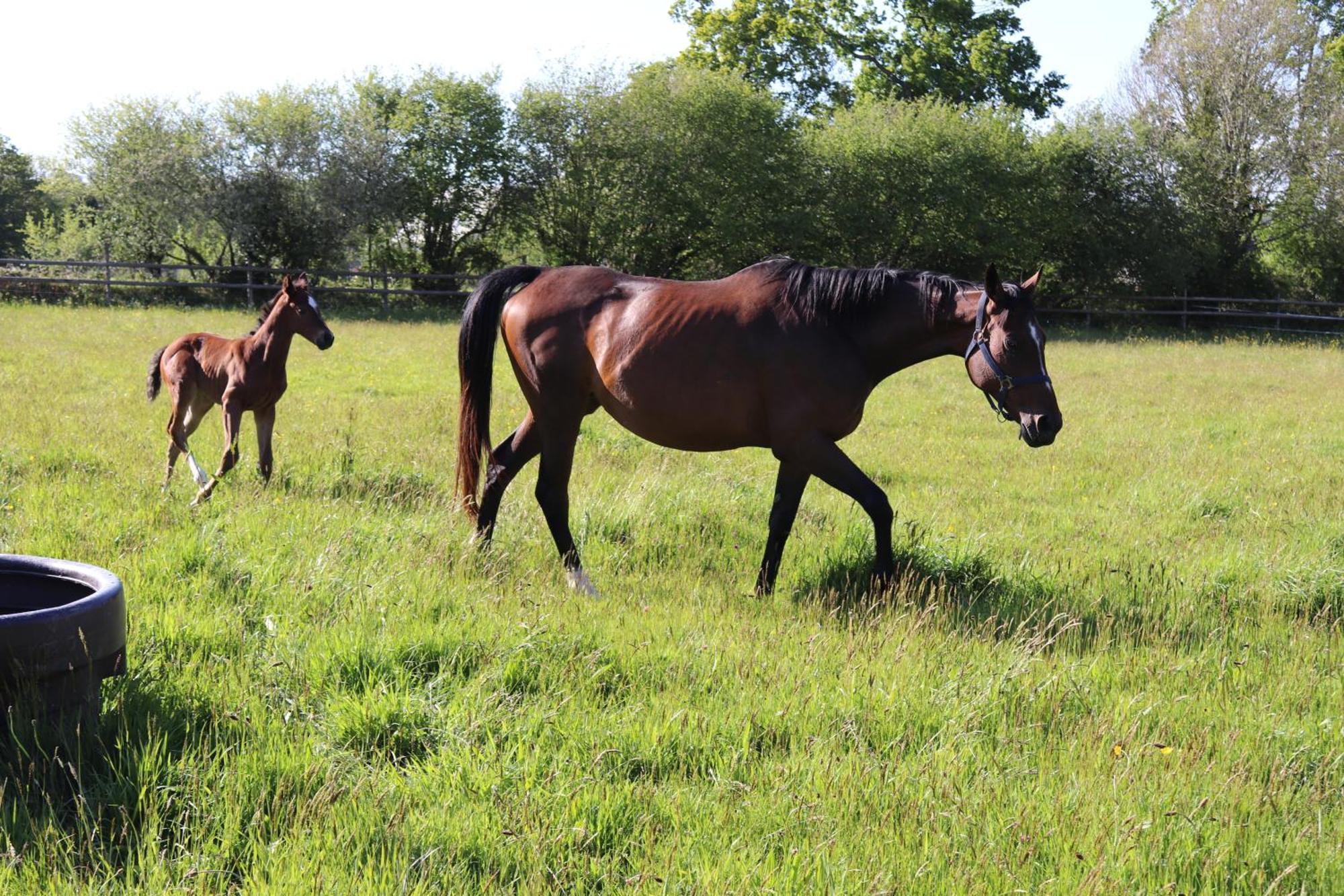 Decouverte D'Un Haras Proche Du Mont St Michel Hambye Bagian luar foto