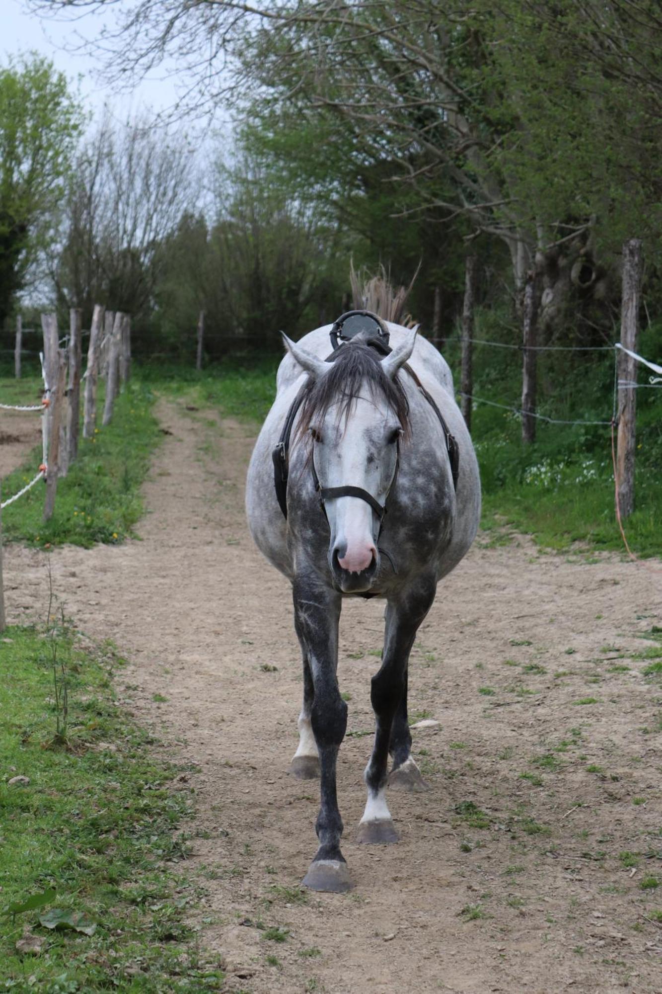 Decouverte D'Un Haras Proche Du Mont St Michel Hambye Bagian luar foto
